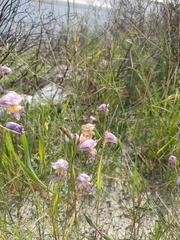 Gladiolus carinatus