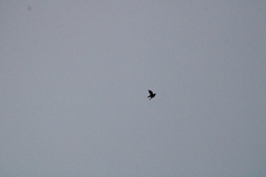 Chordeiles acutipennis