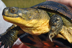 Emydoidea blandingii