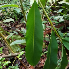 Hornstedtia scyphifera