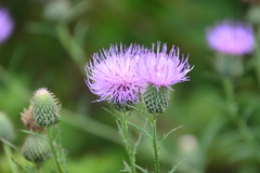 Cirsium