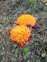 Scadoxus puniceus