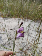 Gladiolus carinatus