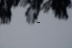 Chordeiles acutipennis