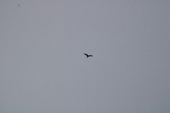 Chordeiles acutipennis