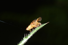 Xyphosia miliaria