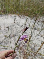 Gladiolus carinatus