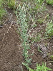 Chenopodium pratericola