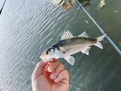 Dicentrarchus labrax