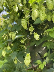 Humulus