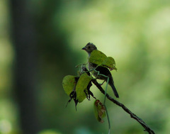 Spizella passerina