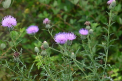 Cirsium