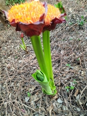 Scadoxus puniceus
