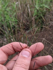 Aristida tuberculosa