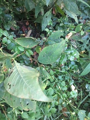 Persicaria virginiana