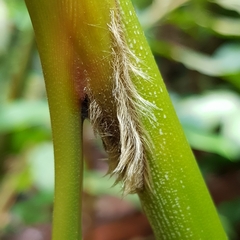 Hornstedtia scyphifera