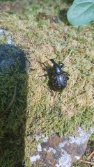 Liparus glabrirostris