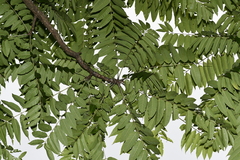 Toona sinensis
