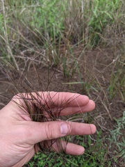Aristida tuberculosa
