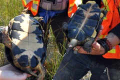 Emydoidea blandingii