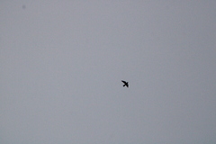 Chordeiles acutipennis