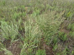 Chenopodium pratericola