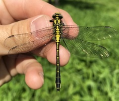 Gomphus vulgatissimus