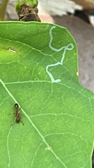 Tetramorium bicarinatum