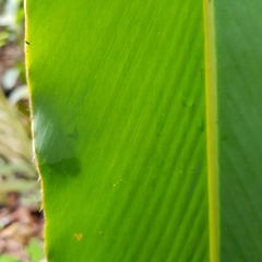 Hornstedtia scyphifera