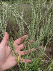 Chenopodium pratericola