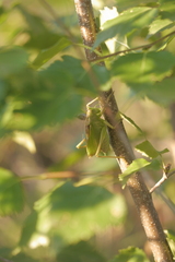 Tettigonia cantans