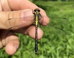 Gomphus vulgatissimus
