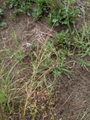 Aristida tuberculosa