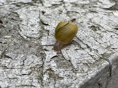 Cepaea