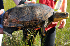 Emydoidea blandingii