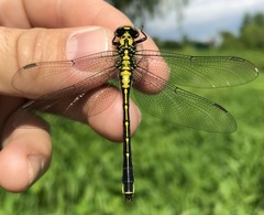 Gomphus vulgatissimus