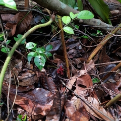 Hornstedtia scyphifera
