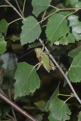 Tettigonia cantans