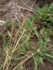 Aristida tuberculosa