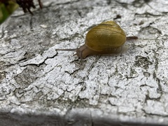 Cepaea