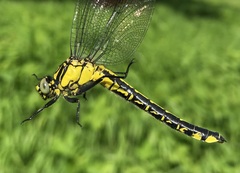 Gomphus vulgatissimus