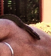 Tropidophis melanurus