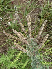 Dalea villosa