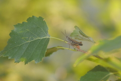 Chorthippus biguttulus