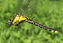 Gomphus vulgatissimus