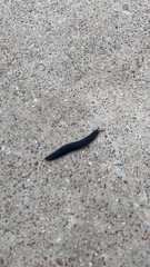 Belocaulus angustipes