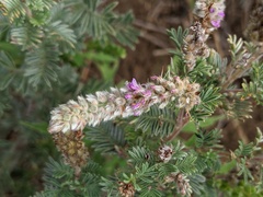 Dalea villosa