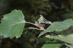 Chorthippus biguttulus