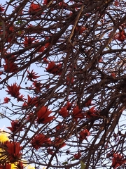 Erythrina lysistemon