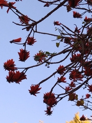 Erythrina lysistemon